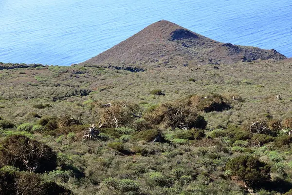 El Sabinar, El Hierro, İspanya 'daki Kanarya Adaları yakınlarındaki Atlantik Okyanusu' nun kıyısında bir uçurumun kenarında büyüyen rüzgarla bükülmüş bir ardıç ağacı.
