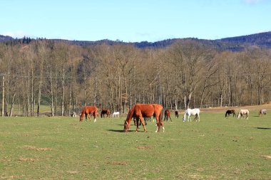 Güneşli çayırlarda birkaç at otluyor.