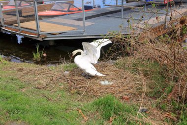 Yumurtalarını yuvalayan bir Kuğu Almanya 'da bir nehrin kenarında