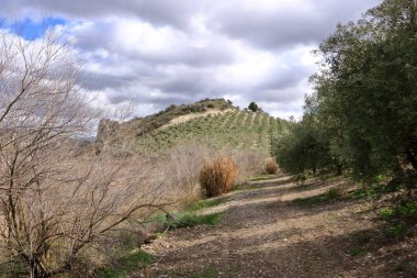 Endülüs, İspanya 'da zeytin tarlası