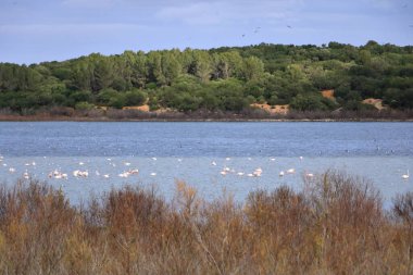 Göldeki kuş sürüsü. Büyük Flamingo, Phoenicopterus Roseus in the Laguna de Medina, Jerez de la Frontera, Cadiz Eyaleti, İspanya