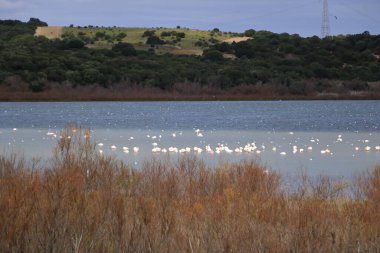 Göldeki kuş sürüsü. Büyük Flamingo, Phoenicopterus Roseus in the Laguna de Medina, Jerez de la Frontera, Cadiz Eyaleti, İspanya