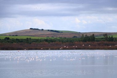 Flamingo, Phoenicopterus gülü. İspanya 'nın Laguna de Medina, Jerez de la Frontera üzerinde uçan kuşlar.