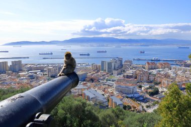 Cebelitarık makakları Cebelitarık kayası, maymun, maymun