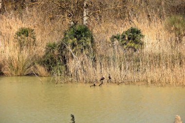 İspanya 'da Caminito del Rey, Malaga, Endülüs yakınlarındaki Mumyalama de Gaitanejo' da büyük karabatak (Phalacrocorax carbo)