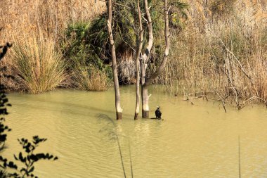 İspanya 'da Caminito del Rey, Malaga, Endülüs yakınlarındaki Mumyalama de Gaitanejo' da büyük karabatak (Phalacrocorax carbo)