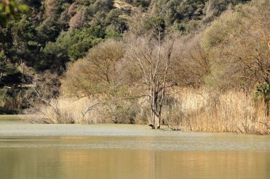 İspanya 'da Caminito del Rey, Malaga, Endülüs yakınlarındaki Mumyalama de Gaitanejo' da büyük karabatak (Phalacrocorax carbo)