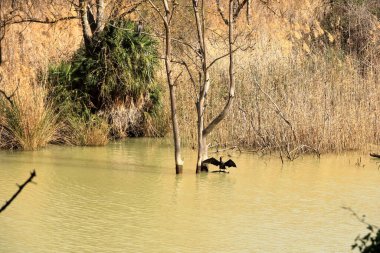 İspanya 'da Caminito del Rey, Malaga, Endülüs yakınlarındaki Mumyalama de Gaitanejo' da büyük karabatak (Phalacrocorax carbo)