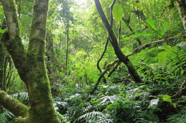 Bolivya 'daki Amboro Ulusal Parkı' nın dev eğreltiotu ormanında yürüyüş.