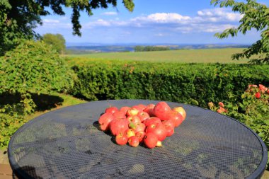 Bahçedeki masada olgun kırmızı elmalar