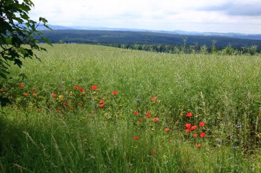 Almanya, Saksonya 'da bir tarlada açmakta olan kırmızı gelincikler.