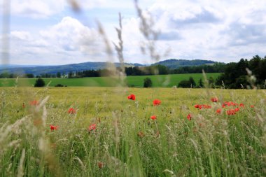 Almanya, Saksonya 'da bir tarlada açmakta olan kırmızı gelincikler.