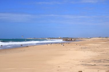 Cadiz sahilinde martılar, İspanya 'da Endülüs.