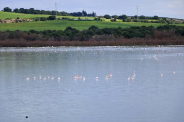 Göldeki kuş sürüsü. Büyük Flamingo, Phoenicopterus Roseus in the Laguna de Medina, Jerez de la Frontera, Cadiz Eyaleti, İspanya