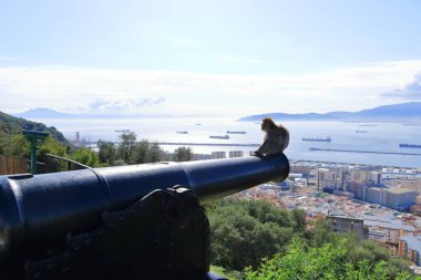 Cebelitarık makakları Cebelitarık kayası, maymun, maymun