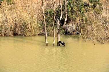 İspanya 'da Caminito del Rey, Malaga, Endülüs yakınlarındaki Mumyalama de Gaitanejo' da büyük karabatak (Phalacrocorax carbo)