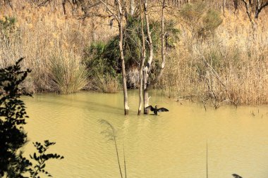 İspanya 'da Caminito del Rey, Malaga, Endülüs yakınlarındaki Mumyalama de Gaitanejo' da büyük karabatak (Phalacrocorax carbo)