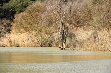 İspanya 'da Caminito del Rey, Malaga, Endülüs yakınlarındaki Mumyalama de Gaitanejo' da büyük karabatak (Phalacrocorax carbo)