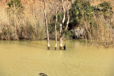 İspanya 'da Caminito del Rey, Malaga, Endülüs yakınlarındaki Mumyalama de Gaitanejo' da büyük karabatak (Phalacrocorax carbo)