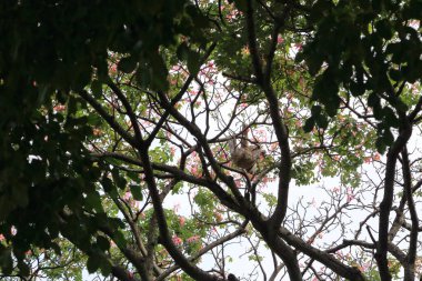 Bolivya, El Torno 'da bir köy meydanında ağaçta asılı duran bir tembel hayvan.