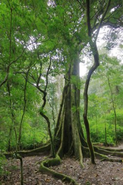 Bolivya 'daki Amboro Ulusal Parkı' nın dev eğreltiotu ormanında yürüyüş.