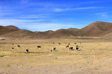 Bolivya 'da Potosi ve Uyuni arasındaki otoyolun yanındaki lama lamaları