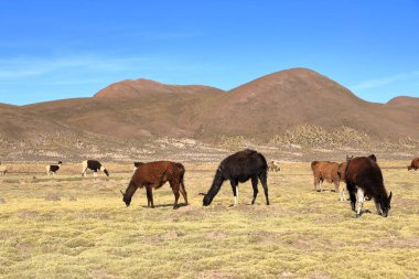 Bolivya 'da Potosi ve Uyuni arasındaki otoyolun yanındaki lama lamaları