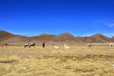 Bolivya 'da Potosi ve Uyuni arasındaki otoyolun yanındaki lama lamaları