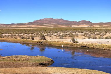Bolivya 'nın güneyindeki Altiplano' da küçük bir nehirde kuşlar