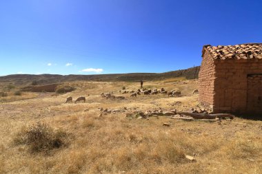 Bolivya - 23 Mayıs 2025: Bir grup koyun ve çoban sarı otları yiyorlar.