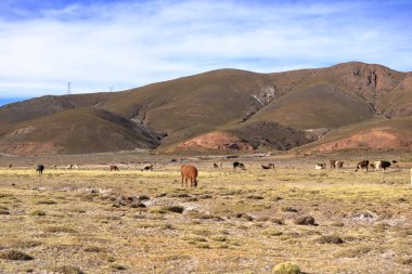 Bolivya 'da Potosi ve Uyuni arasındaki otoyolun yanındaki lama lamaları