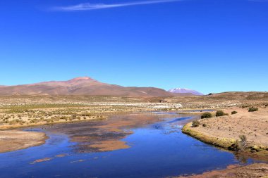 Bolivya 'nın güneyindeki Altiplano' da küçük bir nehirde kuşlar