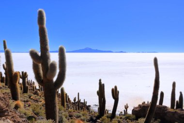 Bolivya 'daki Uyuni tuz dairesindeki Incahuasi Adası' ndan (kaktüs adası) bir manzara