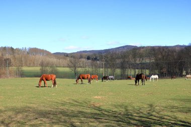 Güneşli çayırlarda birkaç at otluyor.