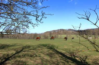 Güneşli çayırlarda birkaç at otluyor.