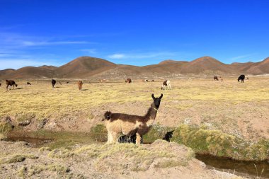 Bolivya 'da Potosi ve Uyuni arasındaki otoyolun yanındaki lama lamaları