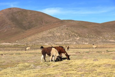 Bolivya 'da Potosi ve Uyuni arasındaki otoyolun yanındaki lama lamaları