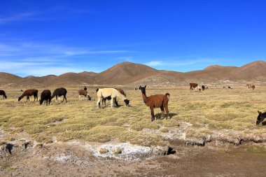 Bolivya 'da Potosi ve Uyuni arasındaki otoyolun yanındaki lama lamaları