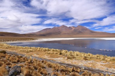 James Flamingo (Phoenicoparrus jamesi) ile Canapa lagünü, Bolivya 'da Uyuni