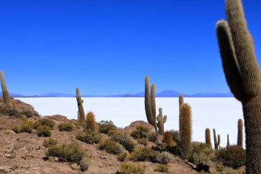 Bolivya 'daki Uyuni' nin tuzlu düz çölünde kaktüs adasında (İncahuasi Adası).