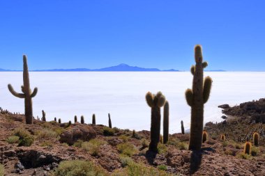 Bolivya 'daki Uyuni tuz dairesindeki Incahuasi Adası' ndan (kaktüs adası) bir manzara