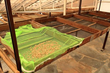 Bolivya 'da, dağ ormanlarındaki bir plantasyonda kahve yapma sürecinde.