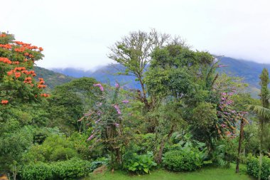 Güzel ağaçlar ve bitkiler, Bolivya 'nın doğası.