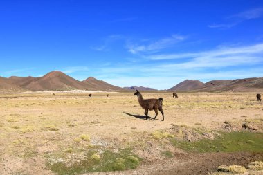Bolivya 'da Potosi ve Uyuni arasındaki otoyolun yanındaki lama lamaları