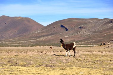 Bolivya 'da Potosi ve Uyuni arasındaki otoyolun yanındaki lama lamaları