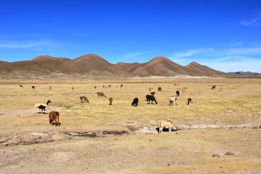 Bolivya 'da Potosi ve Uyuni arasındaki otoyolun yanındaki lama lamaları