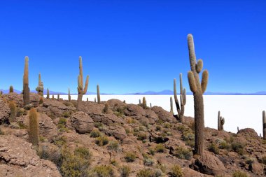 Bolivya 'daki Uyuni' nin tuzlu düz çölünde kaktüs adasında (İncahuasi Adası).
