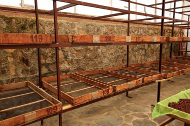 Bolivya 'da, dağ ormanlarındaki bir plantasyonda kahve yapma sürecinde.