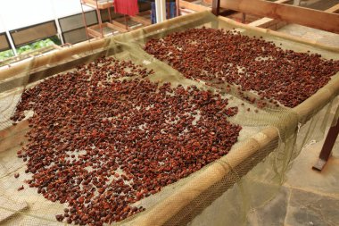 Bolivya 'da, dağ ormanlarındaki bir plantasyonda kahve yapma sürecinde.