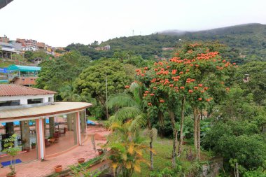 Güzel ağaçlar ve bitkiler, Bolivya 'nın doğası.